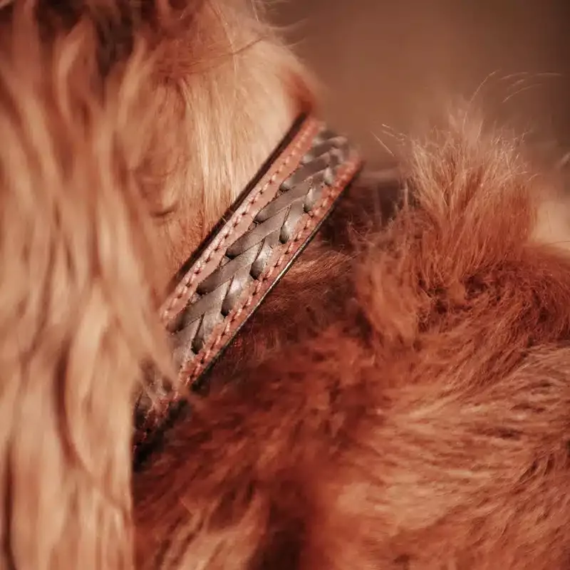 Leather Dog Collar – Mahogany/Tan